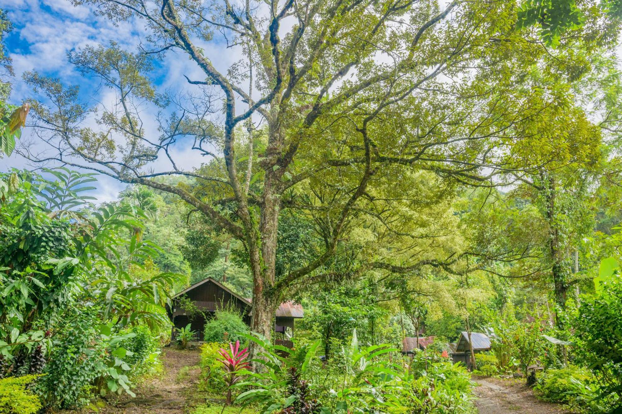Pak Mus Guest House Ketambe - 0813-7072-1793 Kutacane Eksteriør bilde